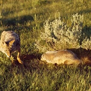 Coyote - & American Badger (Taxidea taxus) co-hunting prey in burrow holes