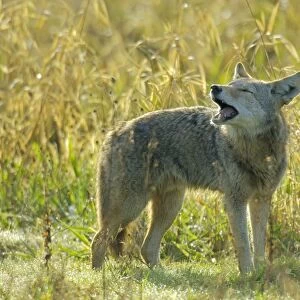 Coyote - barking or yapping (different than howling). Ridgefield National Wildlife Refuge, Washington, Pacific Northwest, USA tpl774