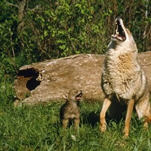 Coyote - mother & pup howling together