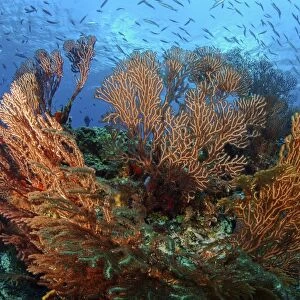 Cozumel Columbia Reef - Gorgonen at Drop-Off