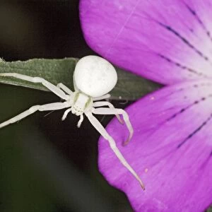 Crab Spider (Misumena vatia ) white form, on Corncockle, Dorset