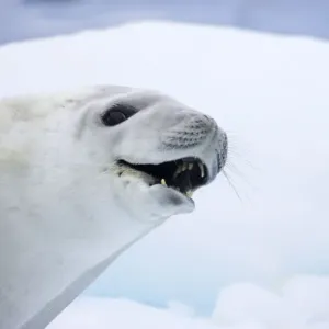 Crabeater Seal - on Ice Floes - La Maire Channel Antarctic Penninsular MA001010 Crabeater Seal - on Ice Floes - La Maire Channel Antarctic Penninsular MA001010