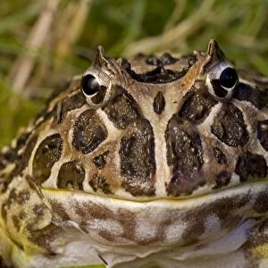 Cranwell's Horned Frog - Native to South America