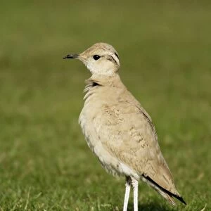 Cream-Coloured Courser - juvenile - vagrant - Isles of Scilly October