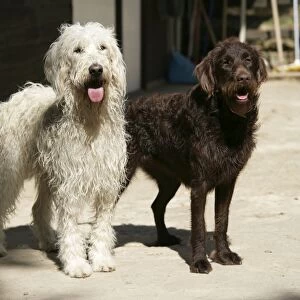 Cream labradoodle + Chocolate labradoodle in front of stable