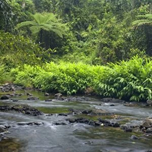 Creek in rainforest - beautiful river in lush tropical rainforest with tree fern - Woroonooran National Park, Wet Tropics World Heritage Area, Queensland, Australia