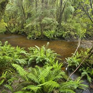 creek in temperate rainforest - magnificent Nelson Falls creek meanders through lush, cool temperate rainforest, which is dominated by ferns and lichen and moss-covered trees - Nelson Valley, Franklin-Gorden Wild Rivers National Park, Tasmania