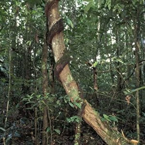 Creeper - rolling up the trunk of a tree. French Guiana