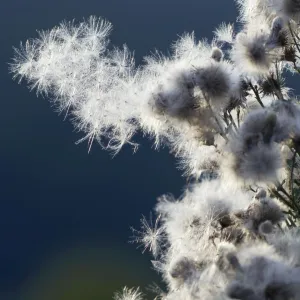 Creeping Thistle - ripened sead heads - ready to disperse - Lower Saxony - Germany