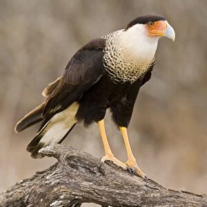 Crested Caracara South Texas in March