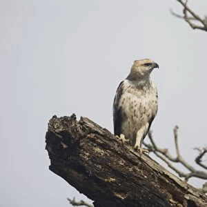 Crested / Changeable Hawk-Eagle - on a dead tree by the Kosi River, Corbett National Park, India