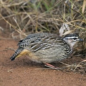 Crested Francolin - foraging - Eastern and southern Africa, west through Botswana to northern Namibia. Sirheni, Kruger National Park, South Africa