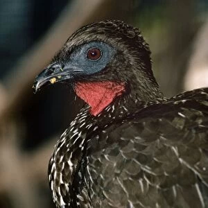 Crested Guan - South America