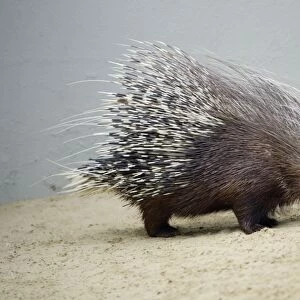 Crested Porcupine - with quills semi-raised in defense position, Emmen, Holland