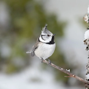 Crested Tit - snow - Norway