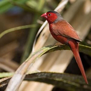 Crimson Finch Usually inhabits pandanus lined creeks but sometimes forages some distance away. This is the black-bellied subspecies phaeton. Occurs from the Kimberley across northern Northern Territory
