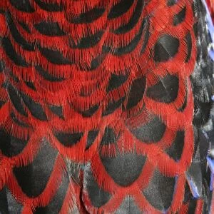 Crimson Rosella - Feather detail of back plumage - Bunya Mountains - Australia AR20091023
