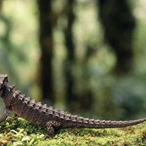 Crocodile Skink Papua New Guinea