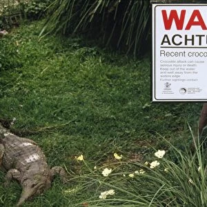 Crocodile Warning Sign Queensland National Park, Australia
