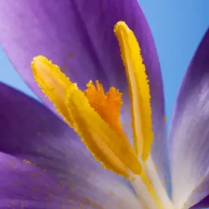 Crocus flower