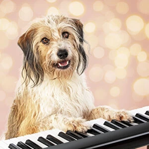 Cross breed Dog, sitting at a piano / keyboard, paws on keys