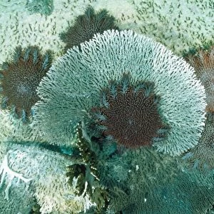 Crown-of-thorns Starfish - feeding on coral