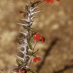 Crown of Thorns - Madagascar