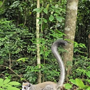 Crowned Lemur - female - Ankarana National Park - Northern Madagascar