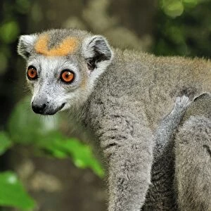 Crowned Lemur - female with baby - Ankarana National Park - Northern Madagascar