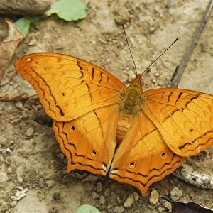 Cruiser butterfly, Nymphalid Kheaun Sri Nakarin N. P. Thailand