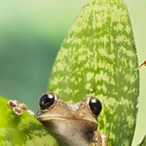 Cuban Tree Frog - on plant front view - Controlled conditions 15319