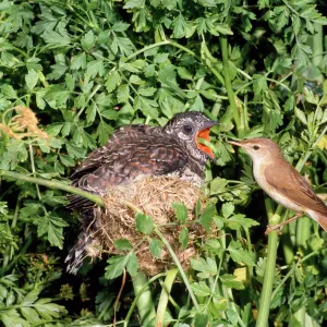 Cuckoo - young in Reed Warbler nest being feed - UK