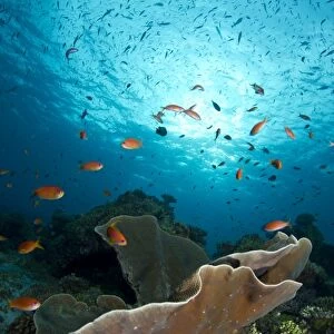 Cup Coral and Scalefin Anthias - Fotteyo - Felidhoo - Maldives