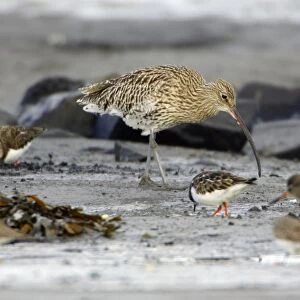 Curlew - feeding on mudflats at low tide in autumn. Northumberland, UK