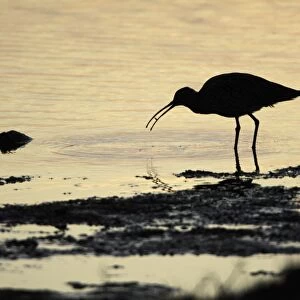 Curlew - feeding on shore at sunset - Island of Texel - Holland
