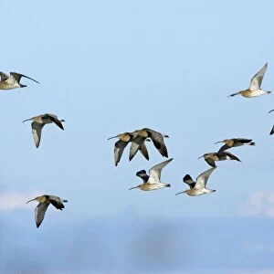 Curlew - flock flying along coast in autumn. Northumberland, UK
