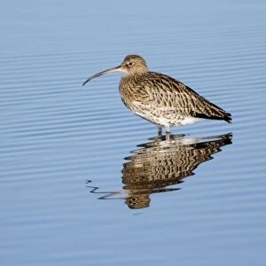 Curlew - resting in sea at low tide - autumn - Northumberland - England