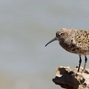Curlew Sandpiper in breeding plumage Breeds in the far north of Russia and winters from Africa east to Australasia. Waiting out a high tide at Roebuck Bay near Broome, Western Australia