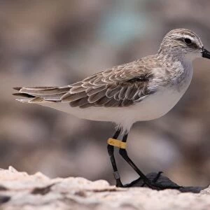 Curlew Sandpiper l- eg-flagged in winter plumage Breeds in the far north of Russia and winters from Africa east to Australasia. At Roebuck Bay near Broome, Western Australia