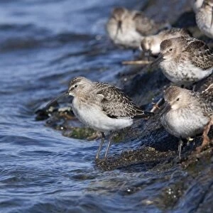 Curlew Sandpiper (on left) with Dunlin (Calidris alpina) - Hayle Estuary - Cornwall - UK