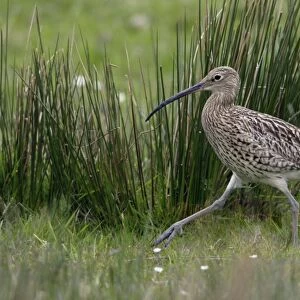 Curlew - Walking to nest Northumberland, England
