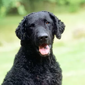 Curly-coated Retriever Dog