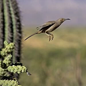 Curve-billed Thrasher - In flight - The most common desert thrasher - Resident southwest U.s to southern Mexico - Excellent songster - Eats insects and fruits Arizona USA