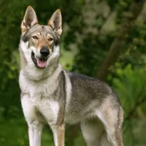 Czechoslovakian Wolfdog