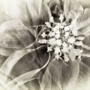 Dahlia Digital Manipulation: turned B&W, aged Dahlia Digital Manipulation: turned B&W, aged