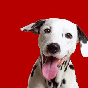 Dalmatian Dog Digital Mainpulation: Red background