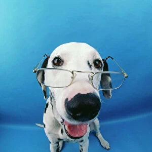 Dalmatian Dog With glasses, fish eye lense