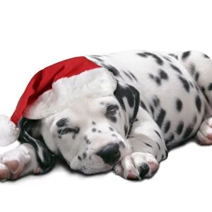 Dalmatian Dog - Puppy asleep, wearng Christmas hat