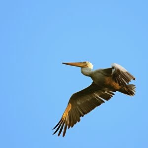 Dalmatian Pelican - in flight. Dombes - Ain - France