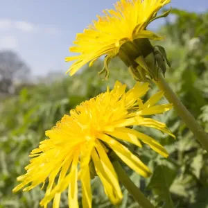 Dandelion Flowers on roaside verge Peak District Derbyshire UK Dandelion Flowers on roaside verge Peak District Derbyshire UK